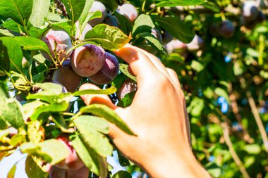 Bir adam bir daldan olgun sulu erik meyveleri topluyor. Yüksek kalite fotoğraf