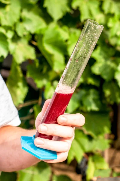 Wijnmaker Houdt Zijn Hand Vast Onderzoekt Een Reageerbuis Met Vers — Stockfoto