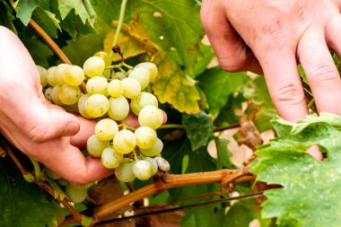 Bir tarım uzmanı üzüm bağındaki üzüm hasadını inceler. Yüksek kalite fotoğraf