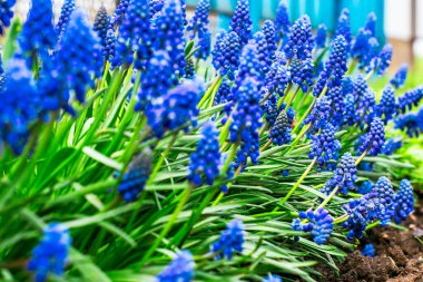 Mavi fare sümbülü baharda bahçede çiçek açtı. Yüksek kalite fotoğraf