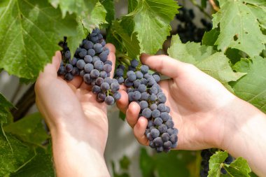 Bir tarım uzmanı üzüm bağındaki üzüm hasadını inceler. Yüksek kalite fotoğraf