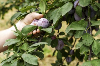 Bir adam bir daldan olgun sulu erik meyveleri topluyor. Yüksek kalite fotoğraf