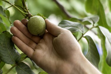 Bir adam bir daldan yeşil ceviz koparır. Yüksek kalite fotoğraf