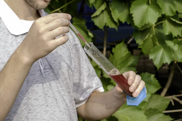 De wijnmaker meet het suikergehalte in druivensap wijzerplaten het sap uit een reageerbuis met een pipet — Stockfoto