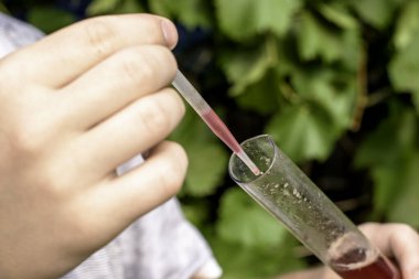 Şarap üreticisi, üzüm suyundaki şeker miktarını ölçer ve pipetle test tüpünün suyunu çevirir.