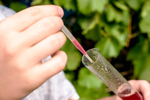L'enologo misura il contenuto zuccherino nel succo d'uva compone il succo di una provetta con una pipetta — Foto Stock