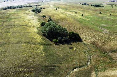 Arka planda ağaçların büyüdüğü bozkır manzarası. Yüksek kalite fotoğraf