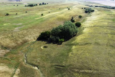 Arka planda ağaçların büyüdüğü bozkır manzarası. Yüksek kalite fotoğraf