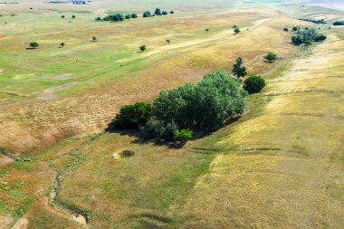 Arka planda ağaçların büyüdüğü bozkır manzarası. Yüksek kalite fotoğraf