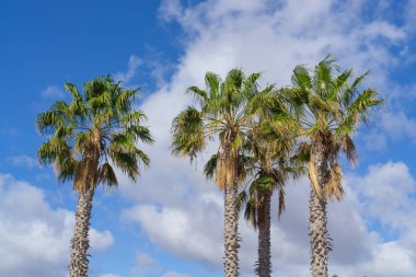 Mavi gökyüzünde palmiye ağaçları