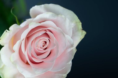 Koyu mavi arkaplanı olan güzel pembe gül çiçeği.