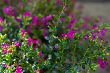 Bahçedeki güzel pembe cuphea