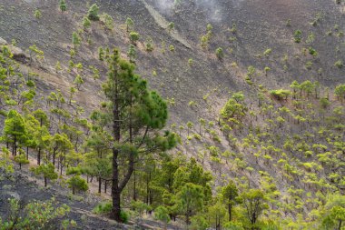 La Palma Kanarya Adası 'ndaki San Antonio yanardağının manzarası.