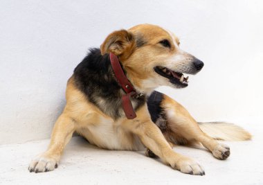 Kırmızı yakalı küçük siyah-kahverengi kırma köpek.