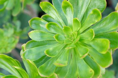 Güzel yeşil sulu bitki yakın planda.