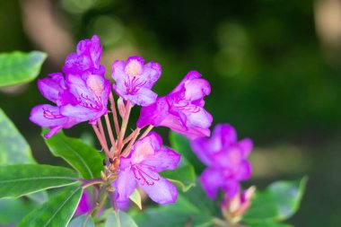 Bahçedeki güzel pembe çiçekler