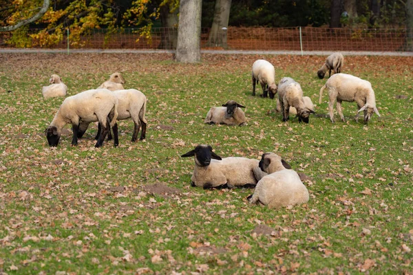 Flock of black-headed sheep on an autumn pasture