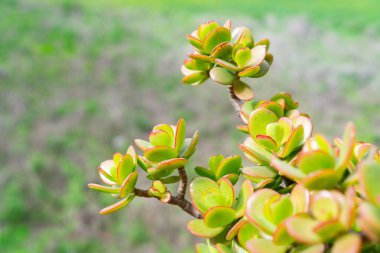 Güzel yeşil sulugözlere yakın çekim