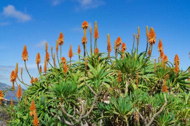 Güzel portakal çiçekli aloe vera Mavi gökyüzüne karşı
