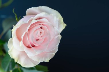 Koyu mavi arkaplanı olan güzel pembe gül çiçeği.