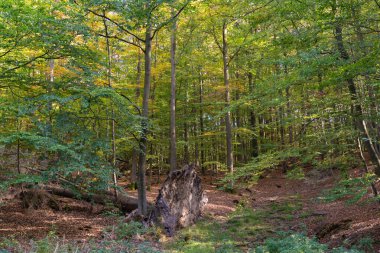 Ormanda devrilmiş bir ağaç ve kocaman düz bir kökü var.