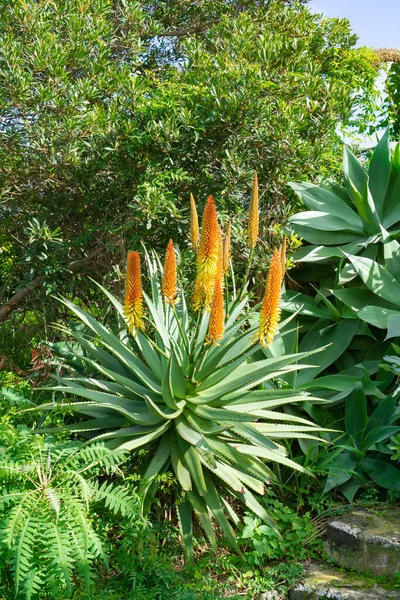Beautiful Orange Flowering Aloe Vera — Stock Photo, Image