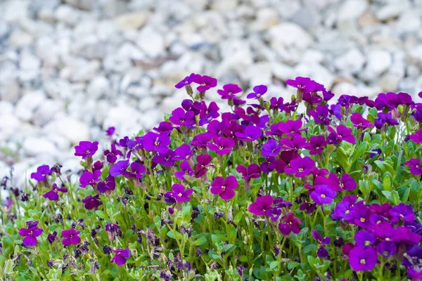 Красива Фіолетова Скеля Керрі — стокове фото
