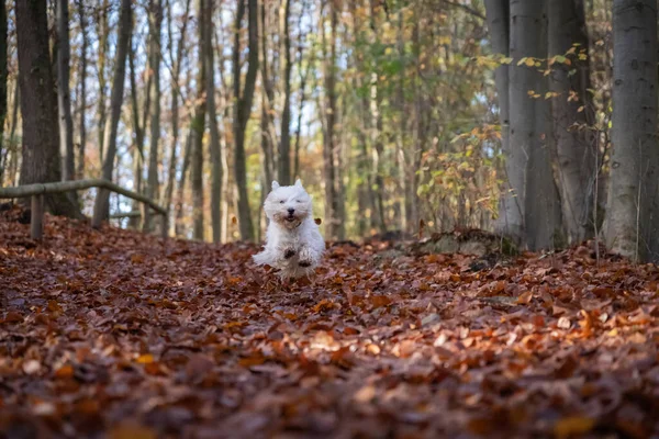 Kleine West Highland White Terrier Loopt Door Het Herfstbos — Stockfoto
