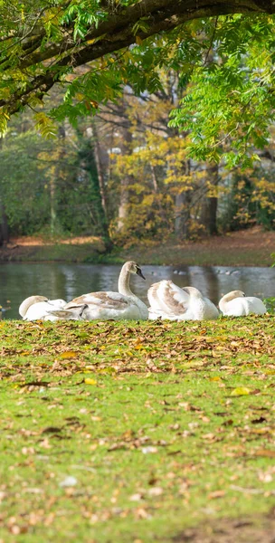 湖のほとりに若い白鳥が休んでいる — ストック写真