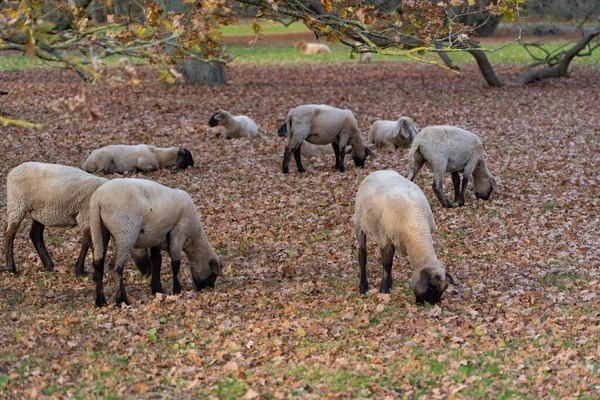 Flock Svarthuvud Får Höst Betesmark — Stockfoto