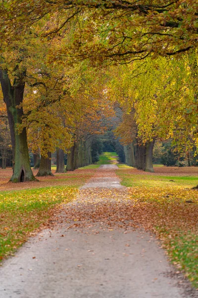 Herbst Einem Park Kassel Mit Vielen Alten Bäumen Und Einem — Stockfoto