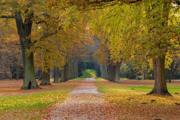 Automne Dans Parc Kassel Allemagne Avec Beaucoup Vieux Arbres Sentier — Photo