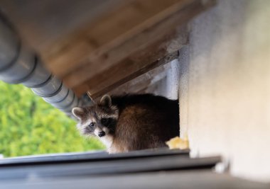 Frightened raccoon sits on a shed roof in broad daylight  clipart