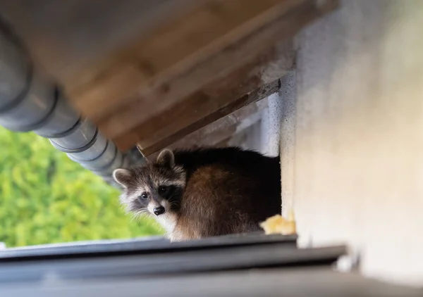 Frightened Raccoon Sits Shed Roof Broad Daylight — Stock Photo, Image