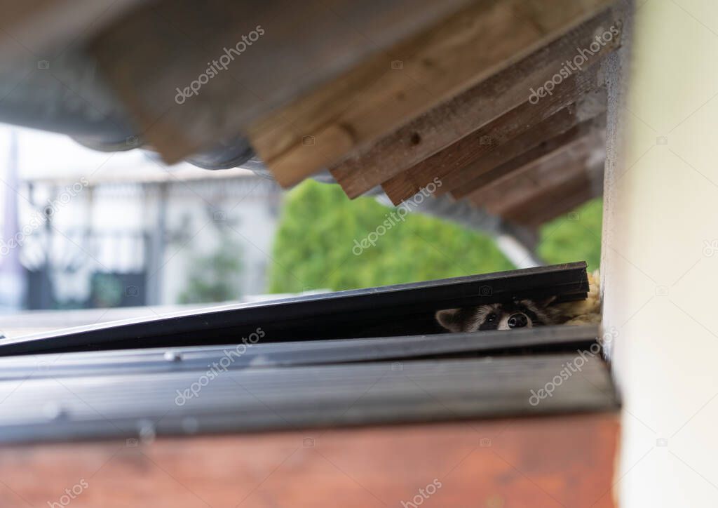 Raccoon lifts up a roof panel and cautiously looks outside