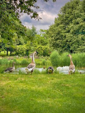 Göl kıyısındaki kazlar
