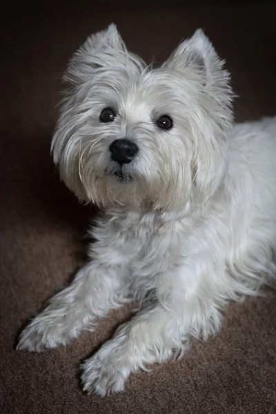 Χαριτωμένο West Highland White Terrier Κοιτάζει Στην Κάμερα — Φωτογραφία Αρχείου
