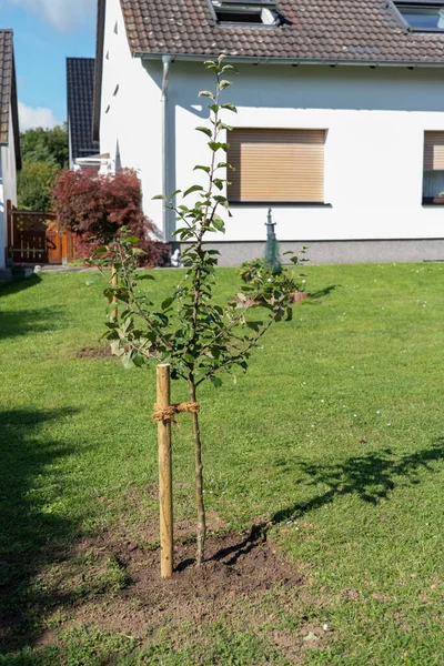 Manzano Joven Recién Plantado Sujeto Con Una Clavija Madera — Foto de Stock