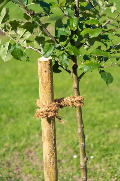 Správné Spojení Mladého Stromu Obrázku Osm Smyček Kolem Dřevěného Kůlu — Stock fotografie