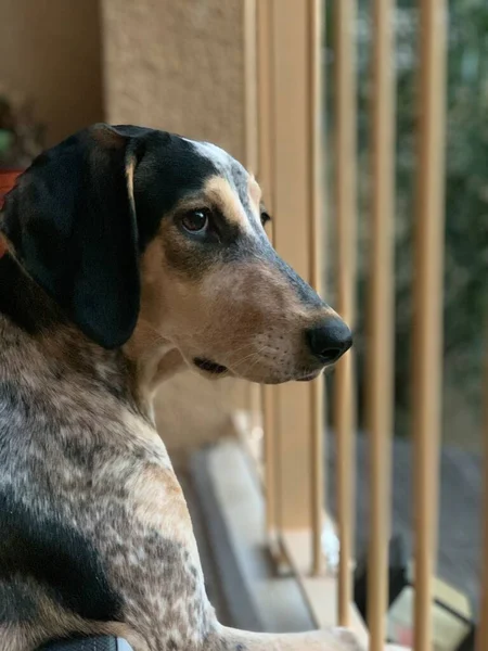 Porträt eines niedlichen Jagdhundes, der an einem sonnigen Tag auf dem Balkon sitzt. — Stockfoto