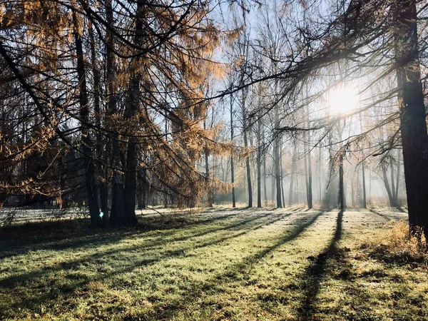 Frostige Herbstlandschaft Mit Verschiedenen Bäumen — Stockfoto