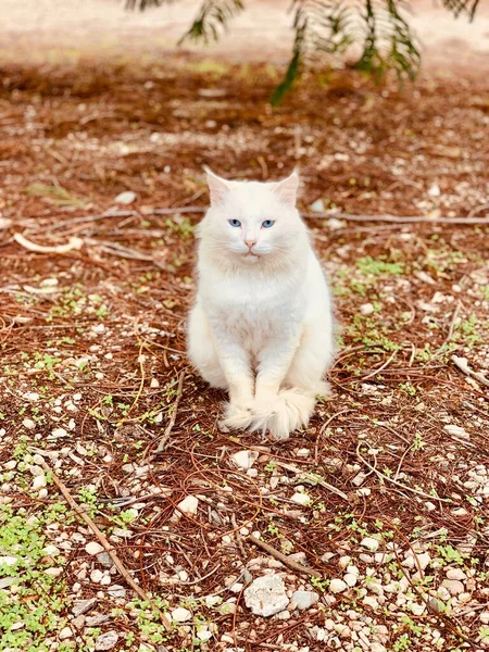 Blauäugige Katze schaut neugierig auf den herbstlichen Rasenplatz — Stockfoto