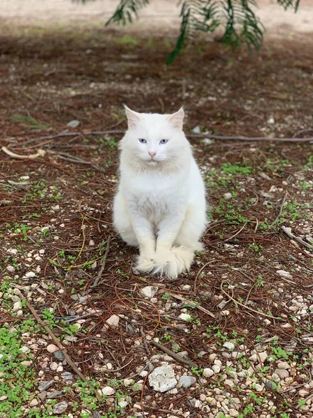 Chat aux yeux bleus regardant curieusement assis sur le sol d'herbe d'automne — Photo