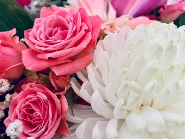 Pembe ve beyaz güllerin ve beyaz kasımpatıların arka planı