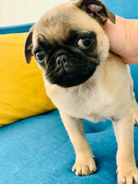 Parlak kanepede oturan köpek yavrusu