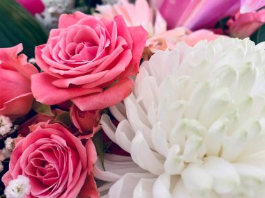 Pembe ve beyaz güllerin ve beyaz kasımpatıların arka planı