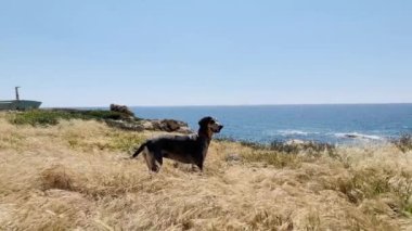 Yazın deniz kenarında yürüyen güzel av köpeği. 4K görüntüsü.