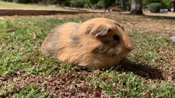 Closeup view 4k stock video footage of cute funny black and brown home guinea pig pet eating fresh green grass with great appetite outdoors. Domestic animal has free time on grassy lawn in summer — Stock Video