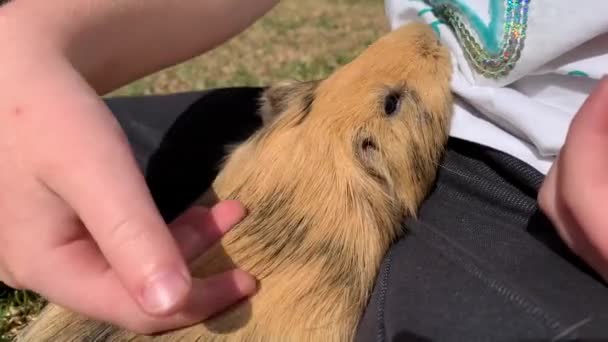 Liten pojke grooming och smeka en långhårig söt marsvin sommar — Stockvideo