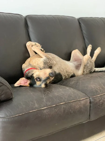 Puppy dog on black leather couch sofa chair — Stock Photo, Image